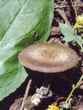 生活中护肝的10种蔬菜